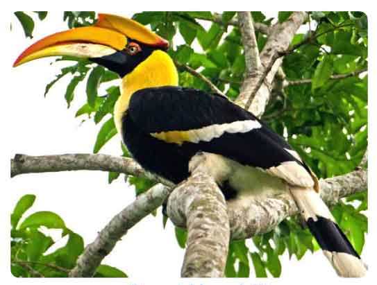  Arunachal Pradesh State bird, Great hornbill, Buceros bicornis